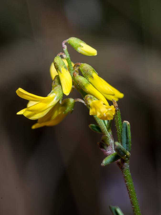 Trigonella altissima (=Melilotus altissimus) / Meliloto altissimo